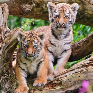 Little tiger wallpaper