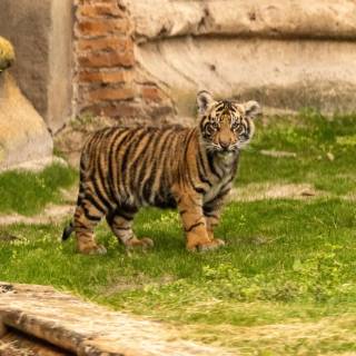 Little tiger wallpaper