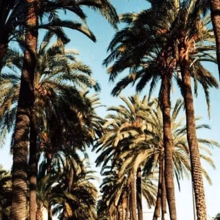 Beverly Hills iPhone wallpaper