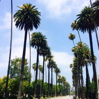 Beverly Hills iPhone wallpaper