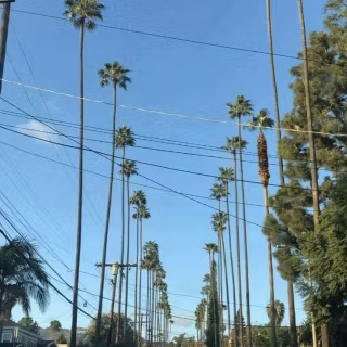 Beverly Hills iPhone wallpaper