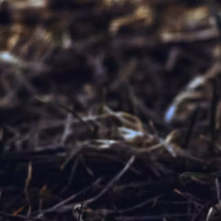 iPhone X vintage wallpaper