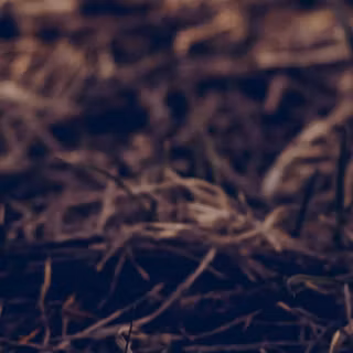 iPhone X vintage wallpaper