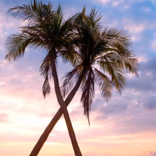 Exotic iPhone wallpaper