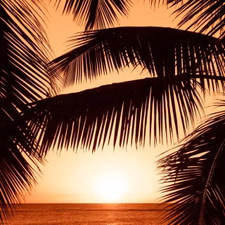 Exotic iPhone wallpaper