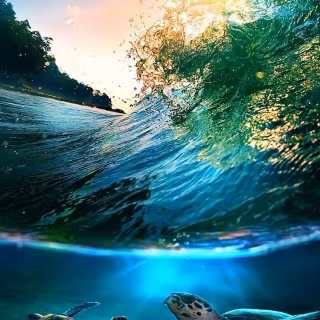 Exotic iPhone wallpaper