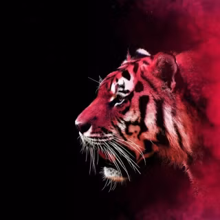 Exotic iPhone wallpaper