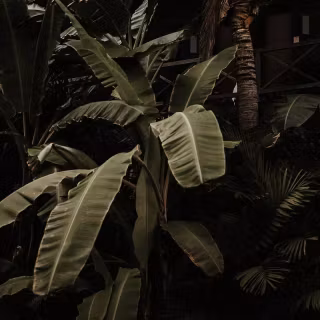 Exotic iPhone wallpaper
