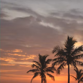 Exotic iPhone wallpaper