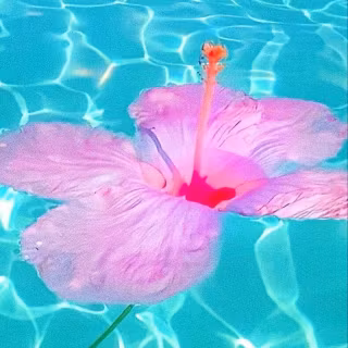 Exotic iPhone wallpaper