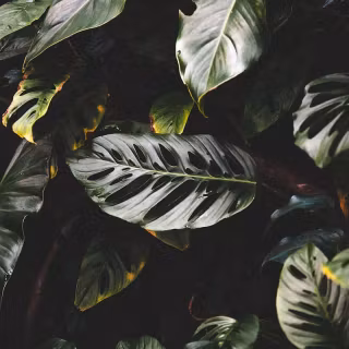 Exotic iPhone wallpaper