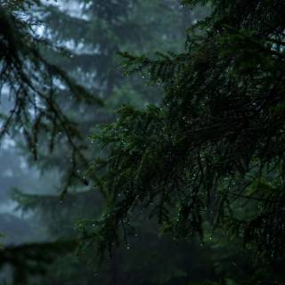 Rain nature 4k wallpaper