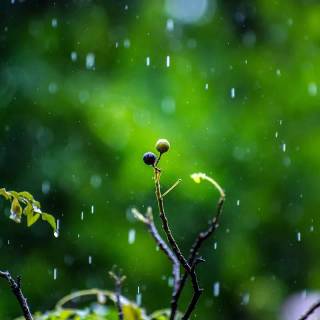 Rainy mood wallpaper
