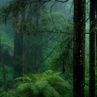 Rain nature 4k wallpaper