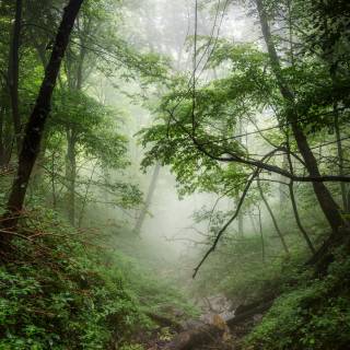 Rain nature 4k wallpaper