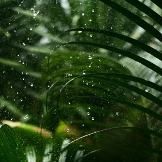 Rain nature 4k wallpaper