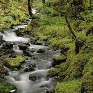 Rain nature phone wallpaper