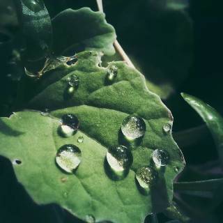 Water drops mobile wallpaper