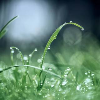 Rain nature 4k wallpaper