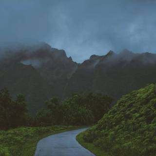 Rain nature 4k wallpaper