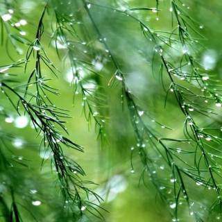 Rain nature phone wallpaper