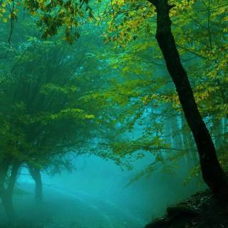 Rain nature phone wallpaper