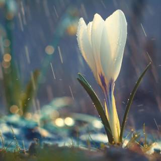 Rain nature 4k wallpaper