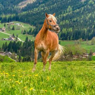 Horse laptop wallpaper