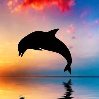 iPhone dolphin wallpaper
