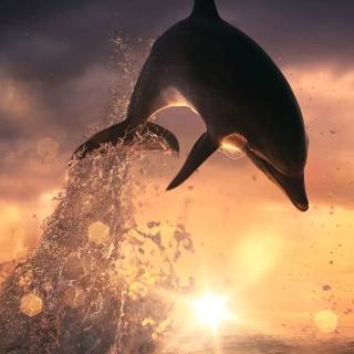 iPhone dolphin wallpaper
