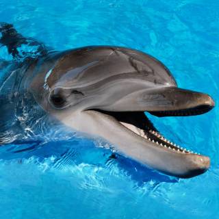 iPhone dolphin wallpaper