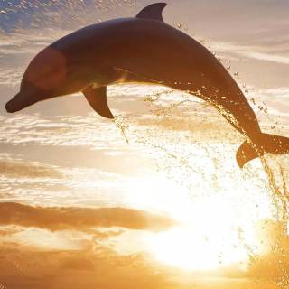 iPhone dolphin wallpaper