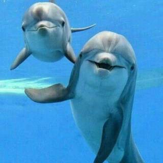 iPhone dolphin wallpaper