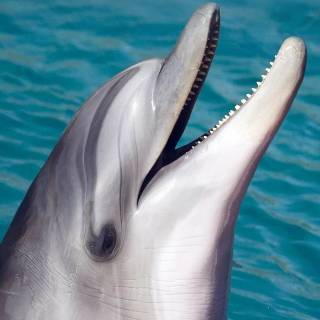 iPhone dolphin wallpaper