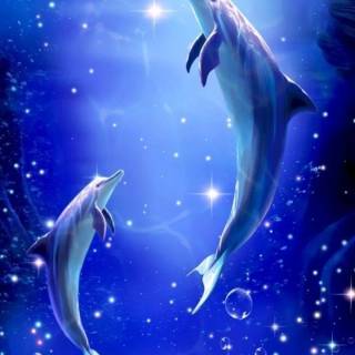 iPhone dolphin wallpaper