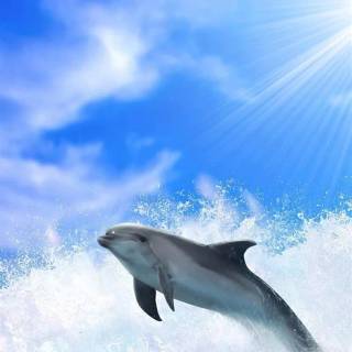iPhone dolphin wallpaper