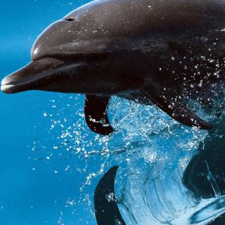 iPhone dolphin wallpaper
