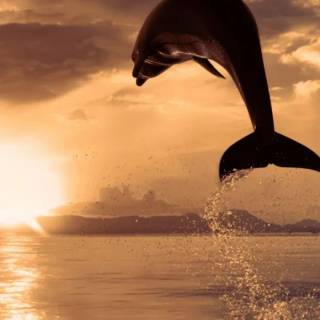 iPhone dolphin wallpaper
