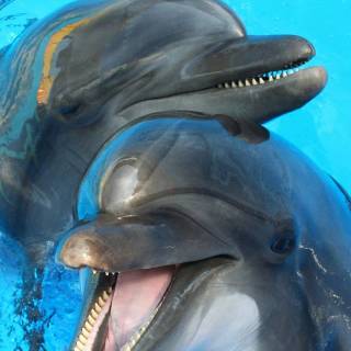 iPhone dolphin wallpaper