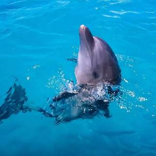 iPhone dolphin wallpaper