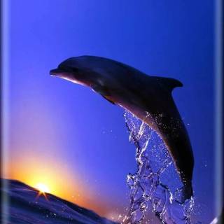 iPhone dolphin wallpaper