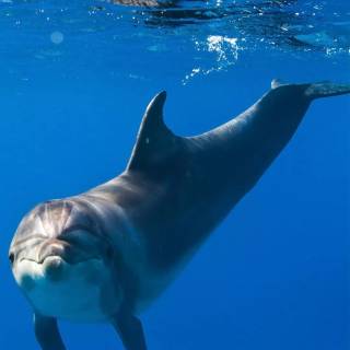 iPhone dolphin wallpaper