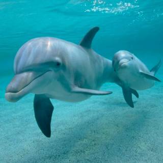 iPhone dolphin wallpaper