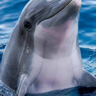 iPhone dolphin wallpaper