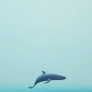 iPhone dolphin wallpaper