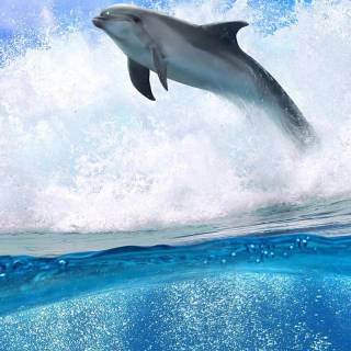 iPhone dolphin wallpaper