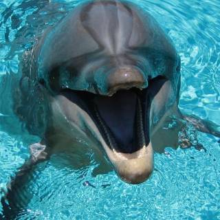 iPhone dolphin wallpaper