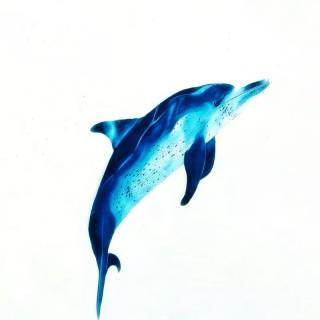 iPhone dolphin wallpaper