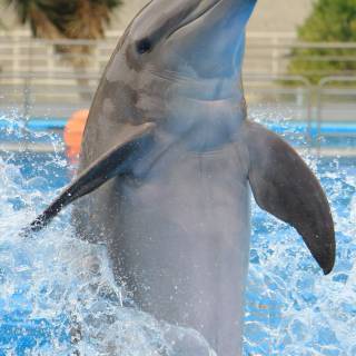 iPhone dolphin wallpaper