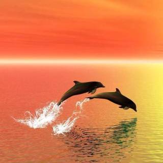iPhone dolphin wallpaper